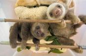 useless-baby-sloth
